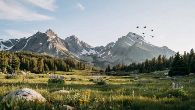 Christian Mountain Meadow Wildflowers Birds - Free Christian Wallpaper